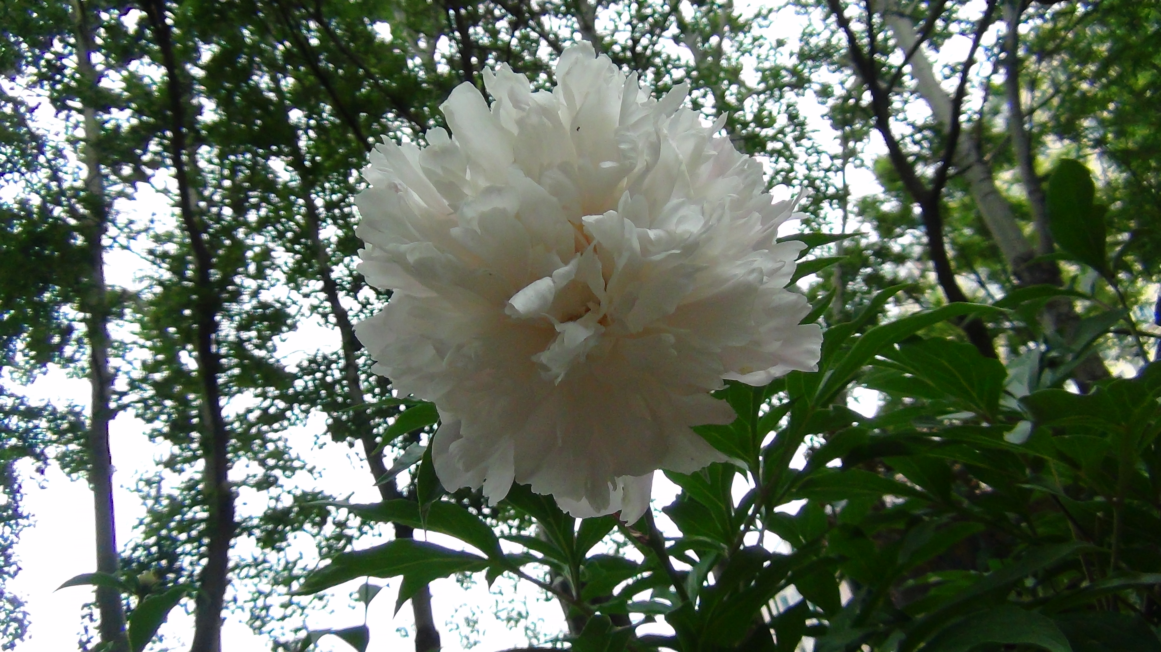 雨后的芍药花儿0525(一)