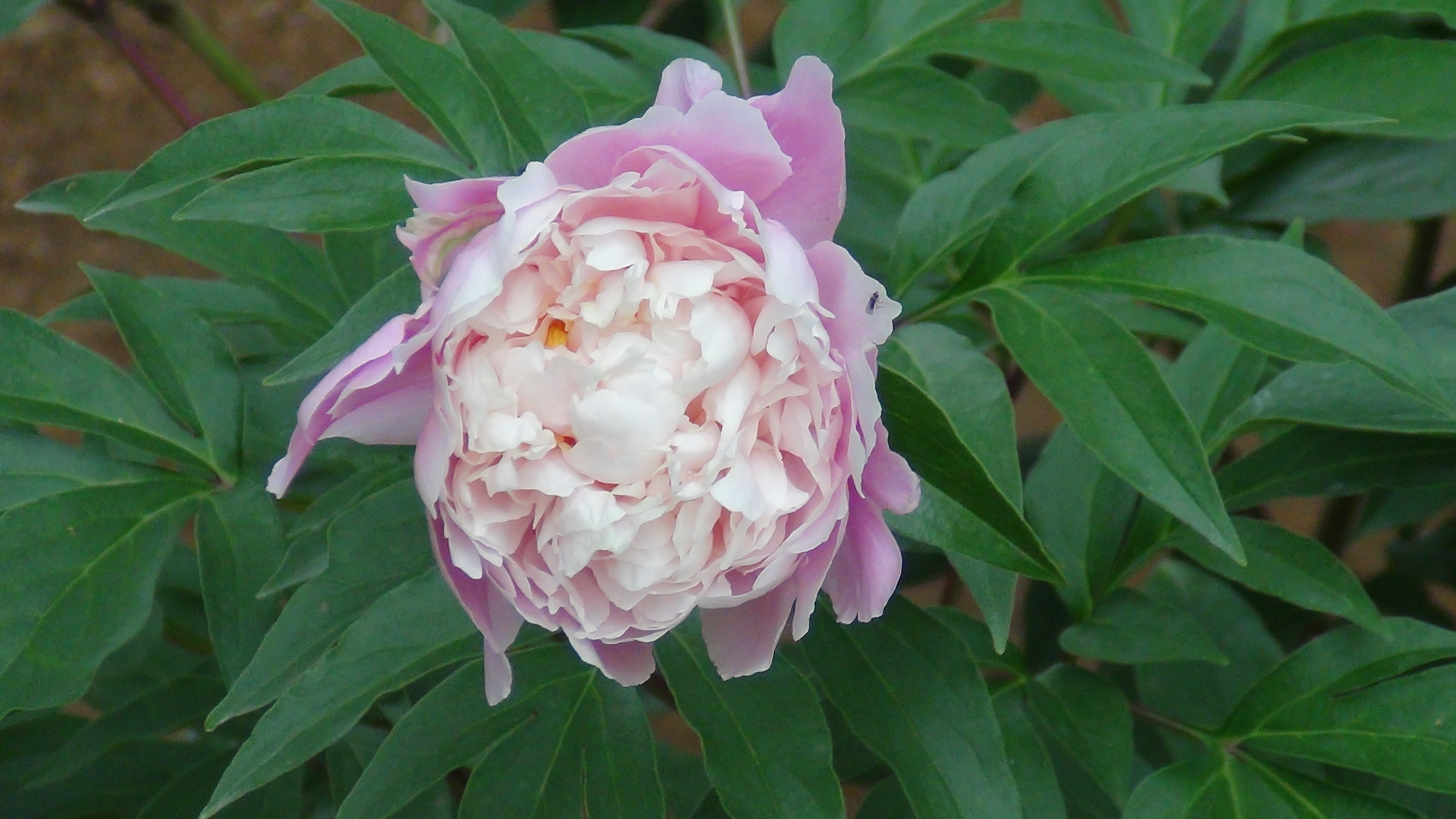 雨后的芍药花儿0525(一)