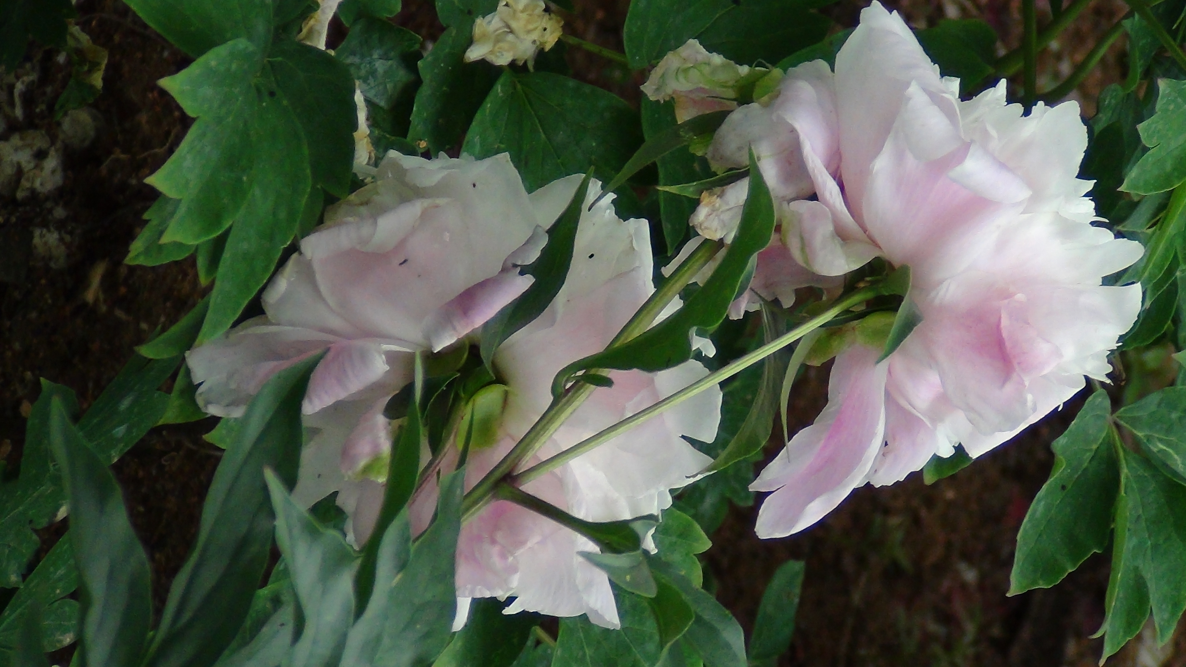 雨后的芍药花儿0525(一)