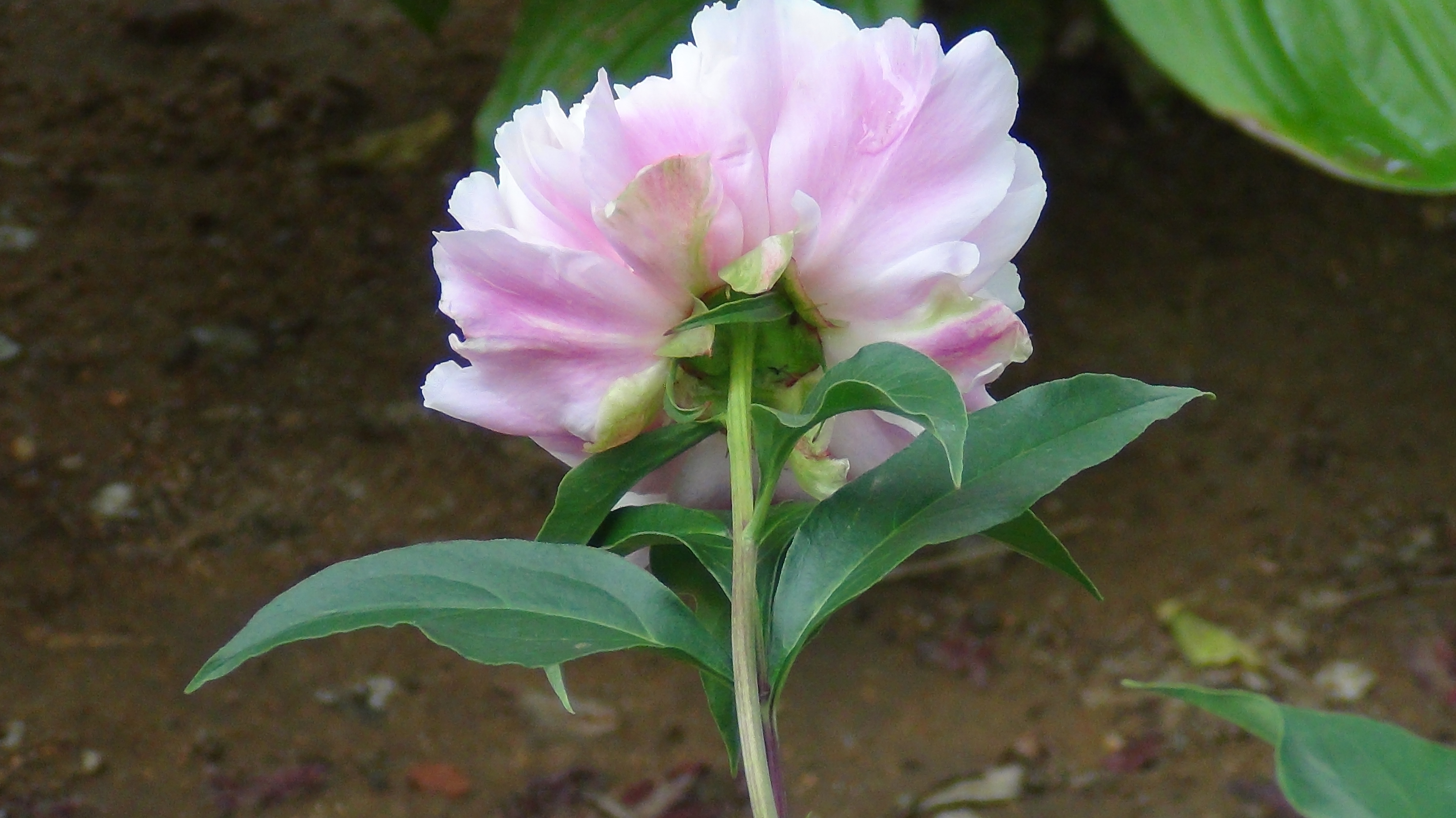 雨后的芍药花儿0525(一)