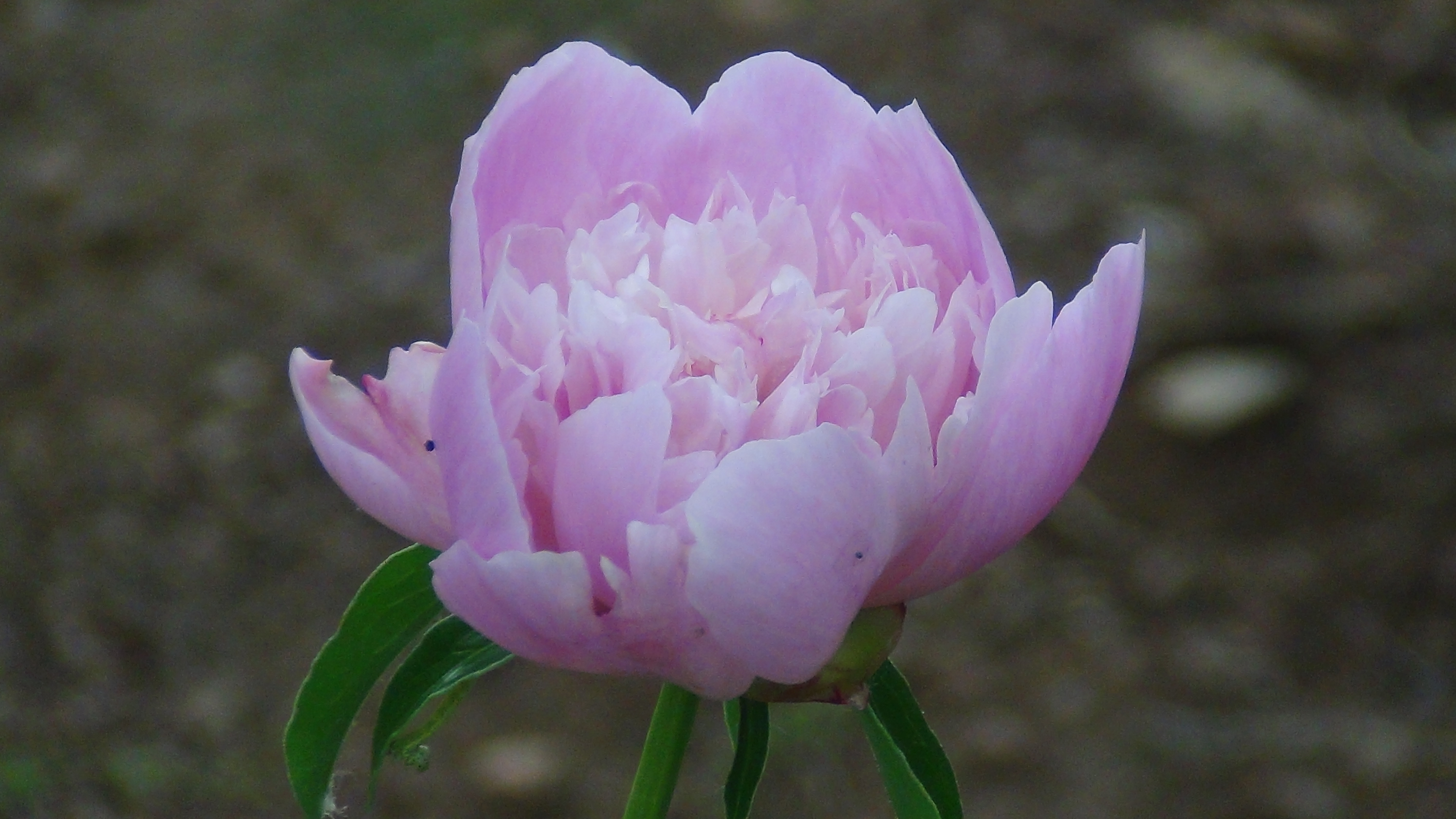 雨后的芍药花儿0525(一)
