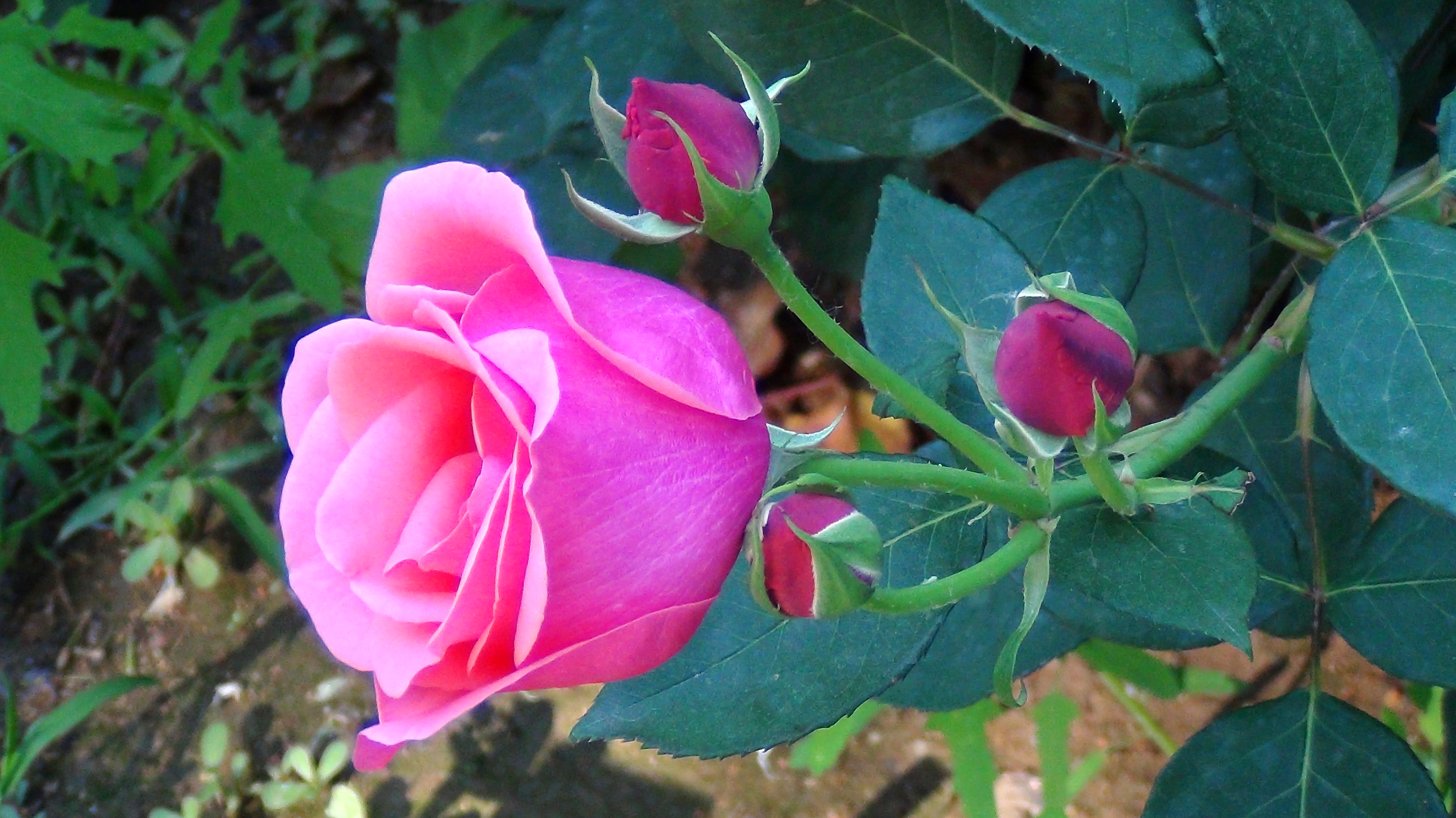 江苏月季花基地
