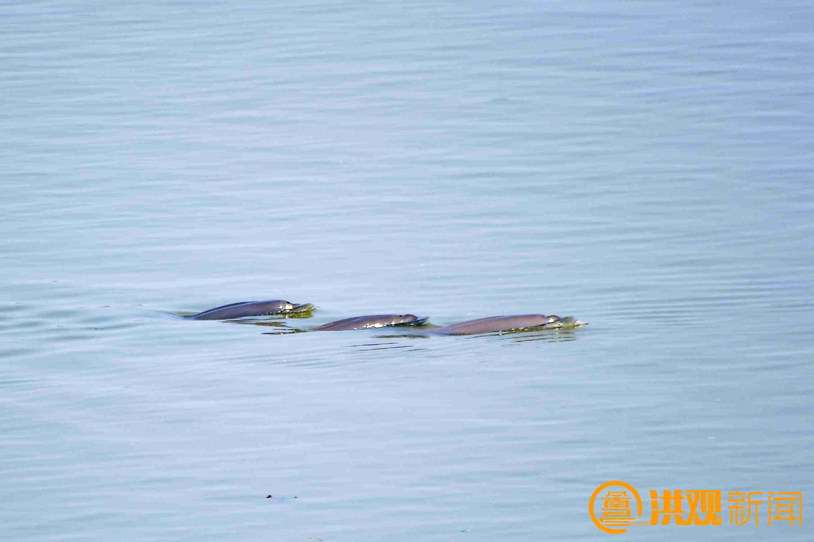 东湖区扬子洲镇扎实推进生态文明建设