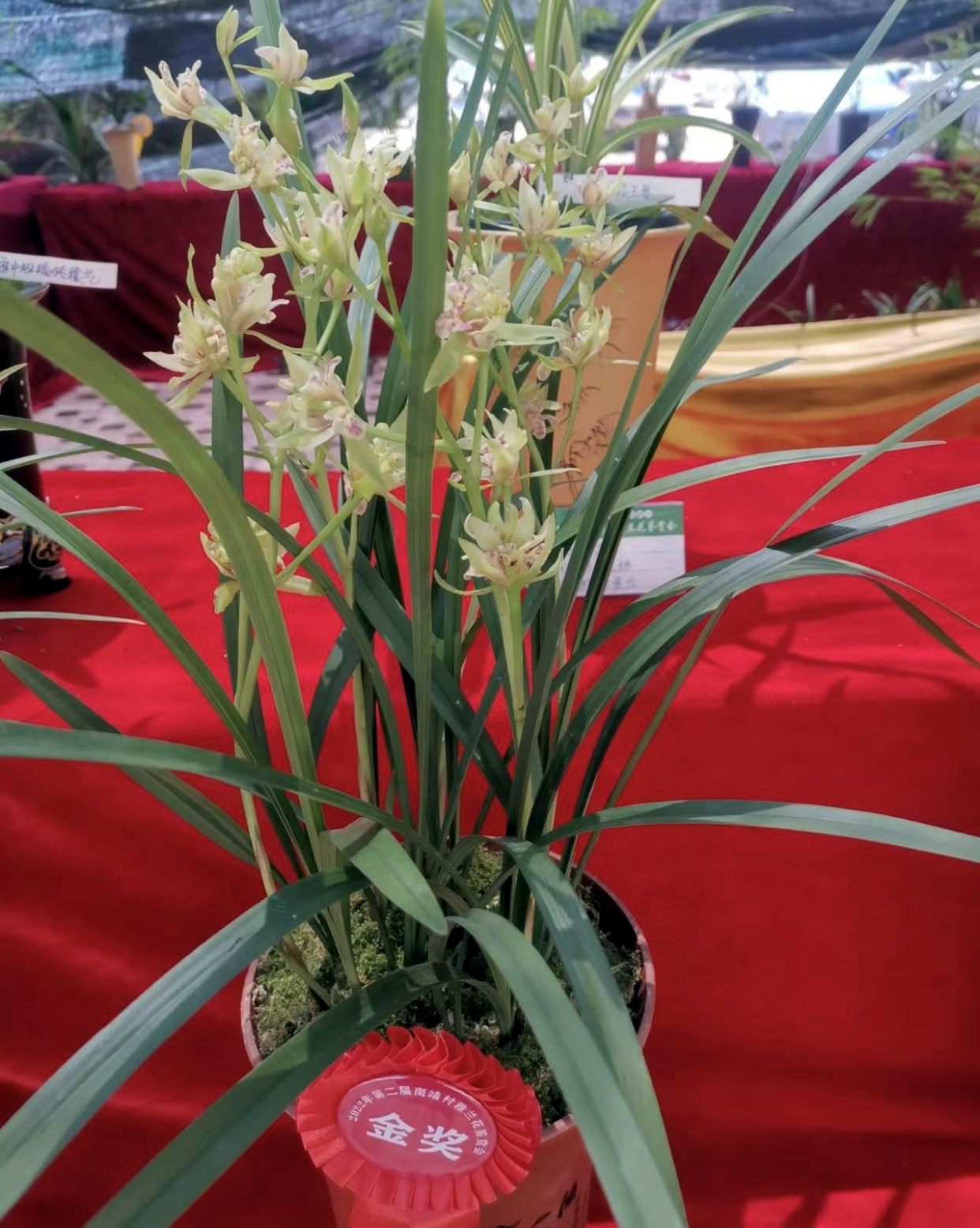 兰陵牡丹,一个被低估的建兰奇花珍品