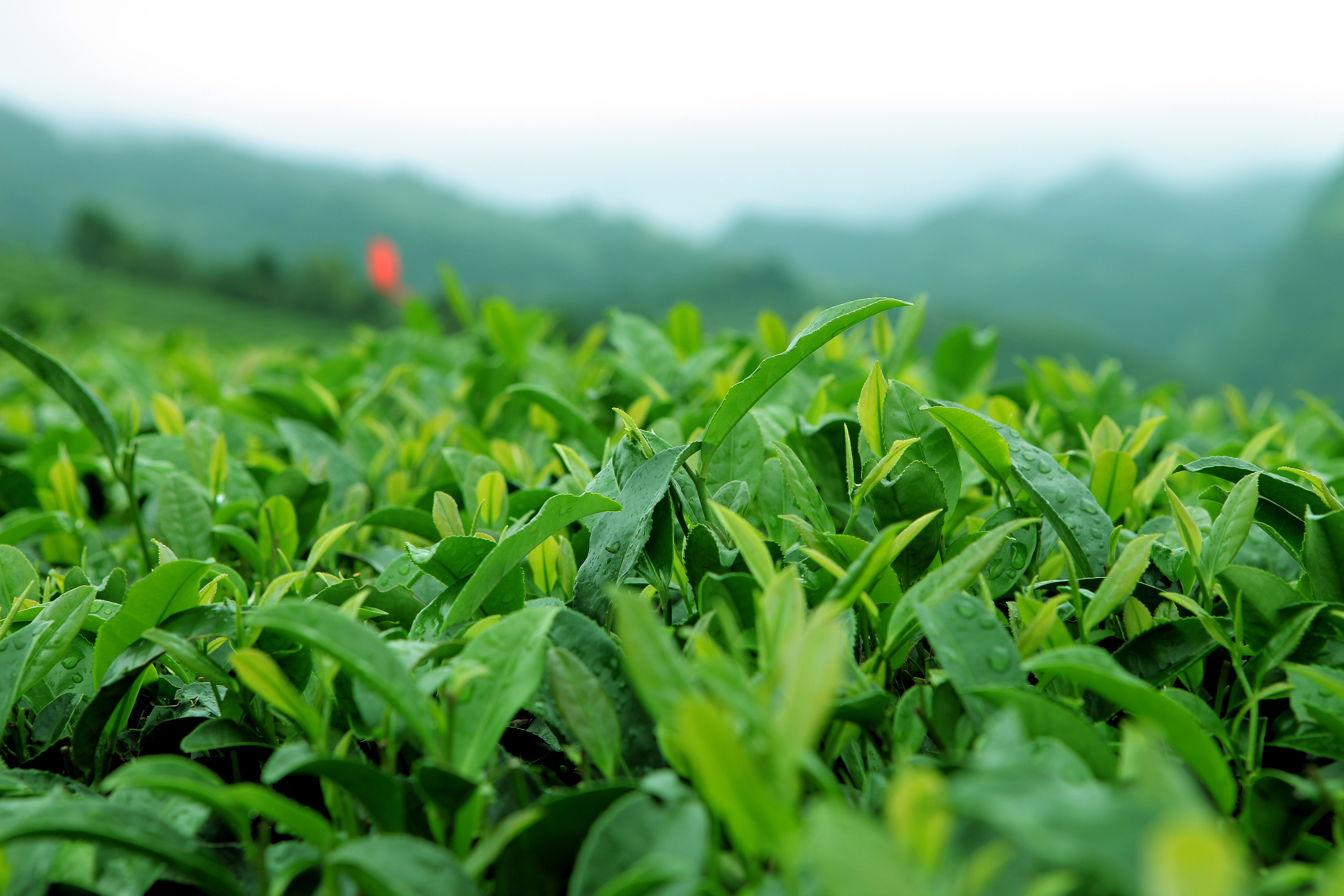 随着泛茶暴雷,真相浮出水面,揭秘资本是如何利用茶叶赚钱的