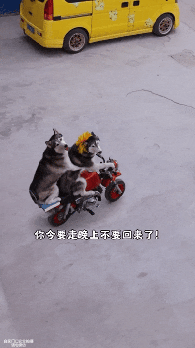 遛狗变成狗遛人主人接电话时,二哈竟载着闺蜜狗飙车路人报警笑哭