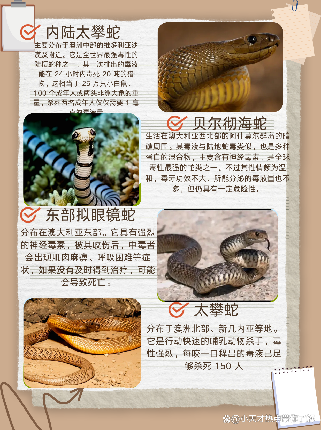 世界顶级十大毒蛇