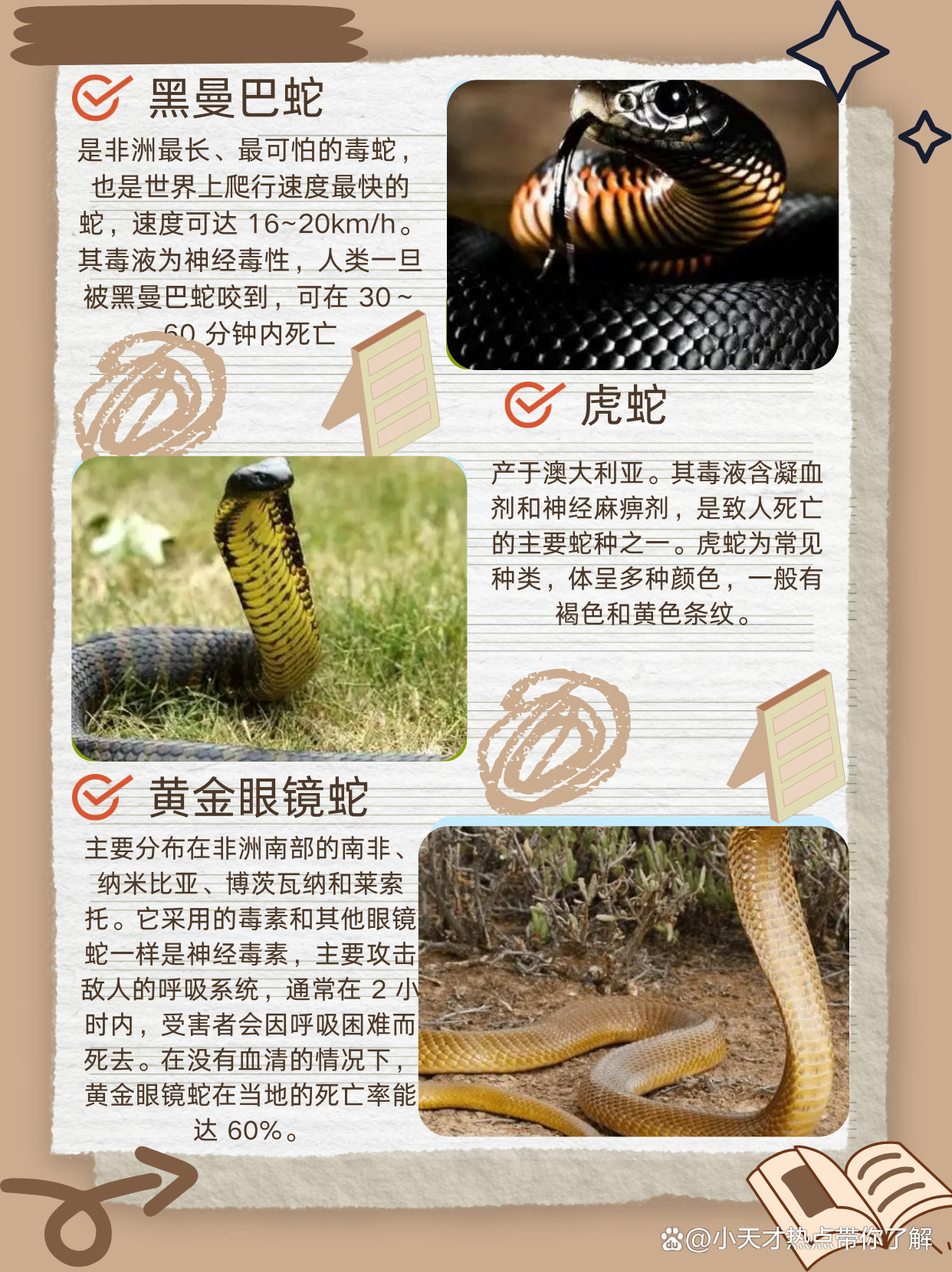 最新10大毒蛇排名