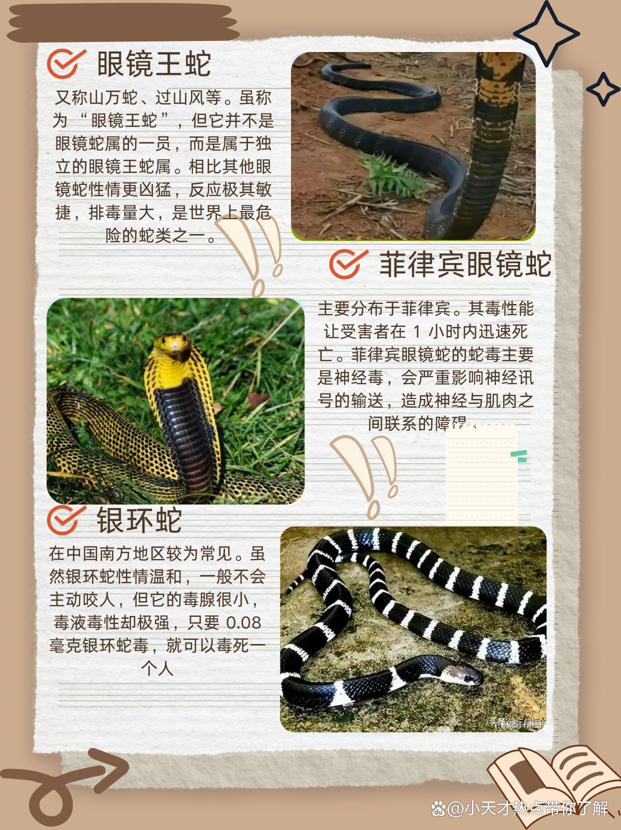 最新10大毒蛇排名