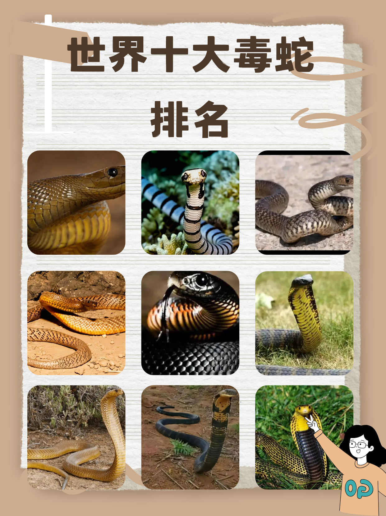世界上十大毒蛇排名