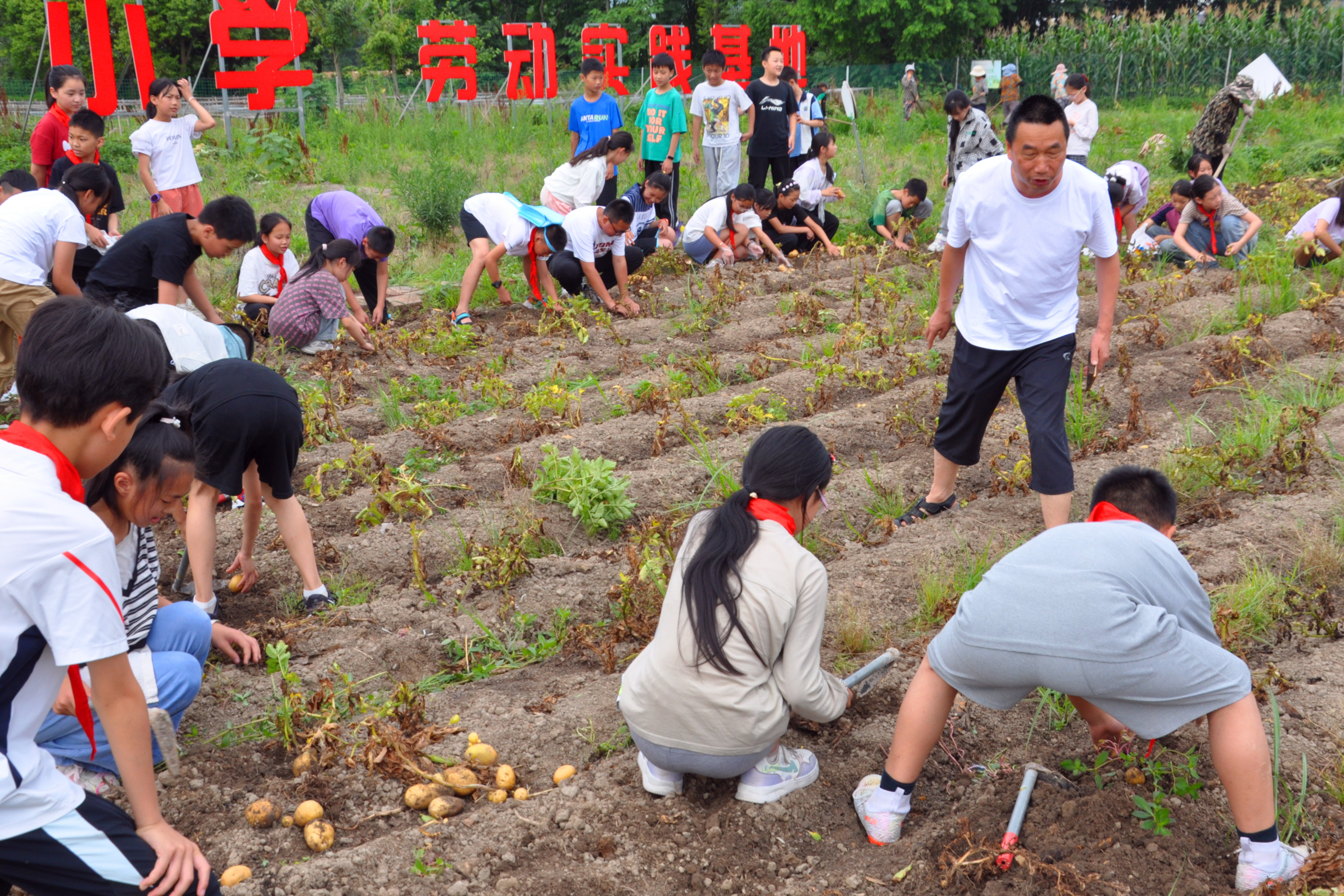 桑枣小学图片