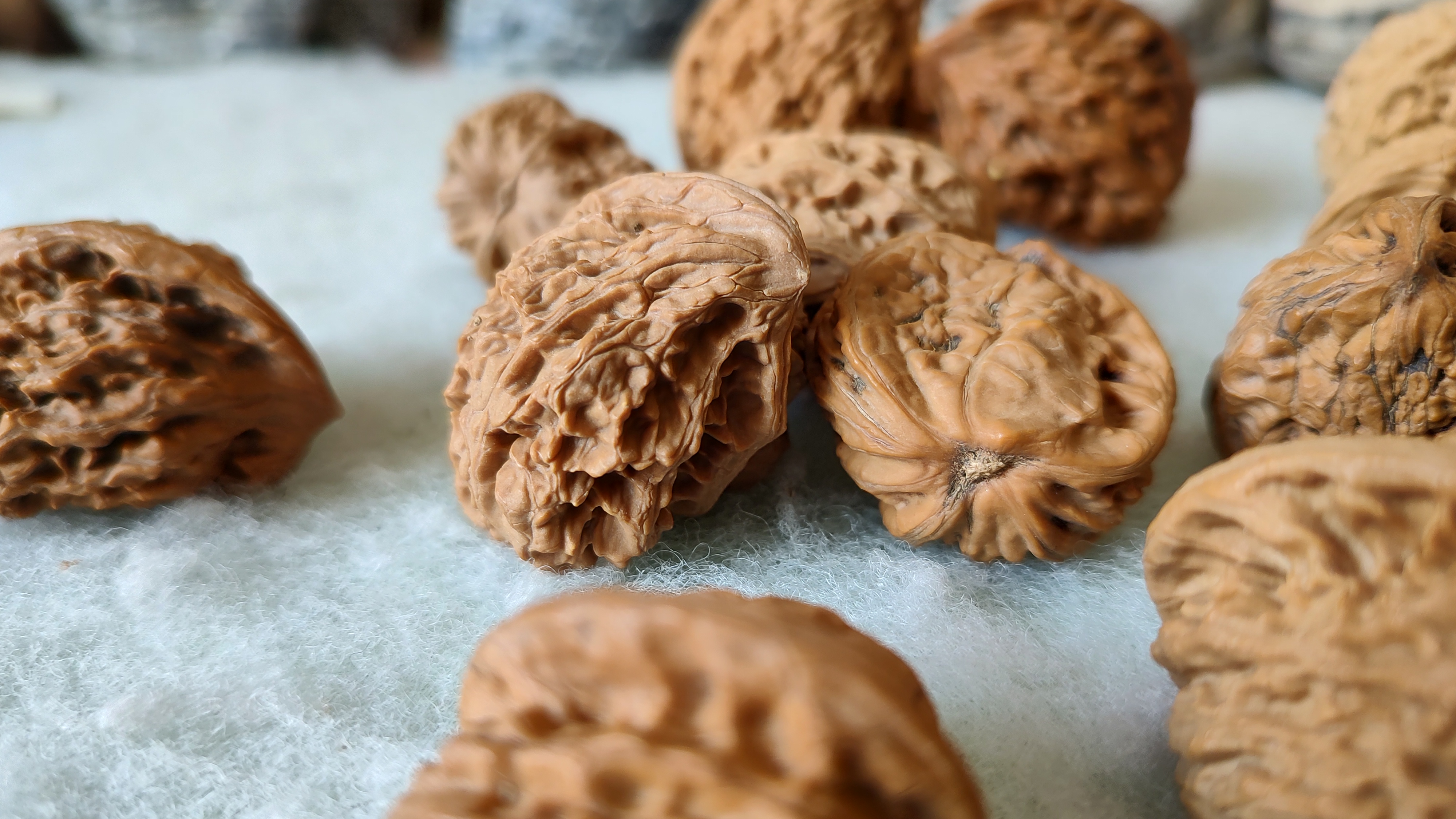 风氏文玩收藏馆:麻核桃半壁单只——2024异形第三季