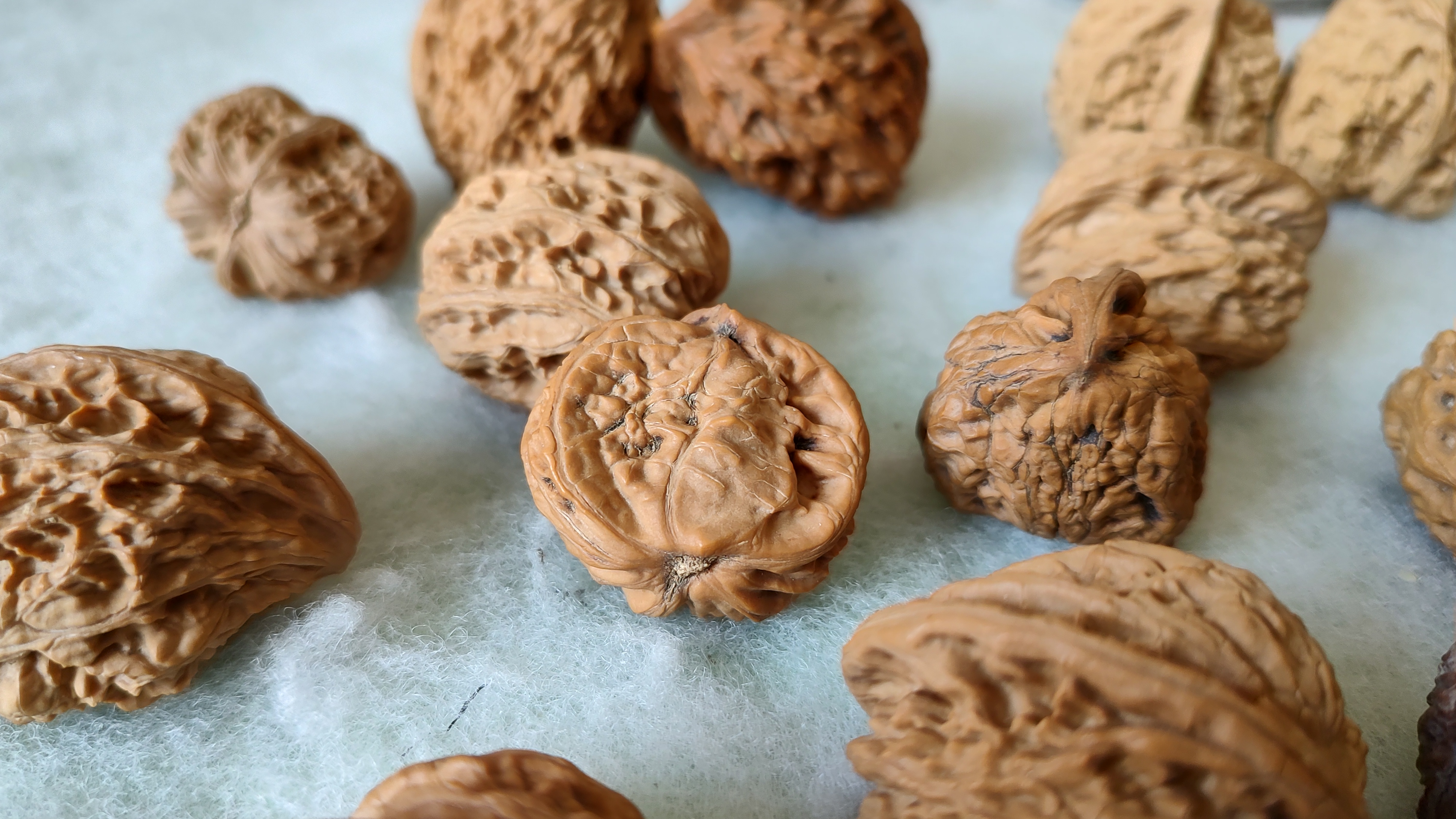 风氏文玩收藏馆:麻核桃半壁单只——2024异形第三季