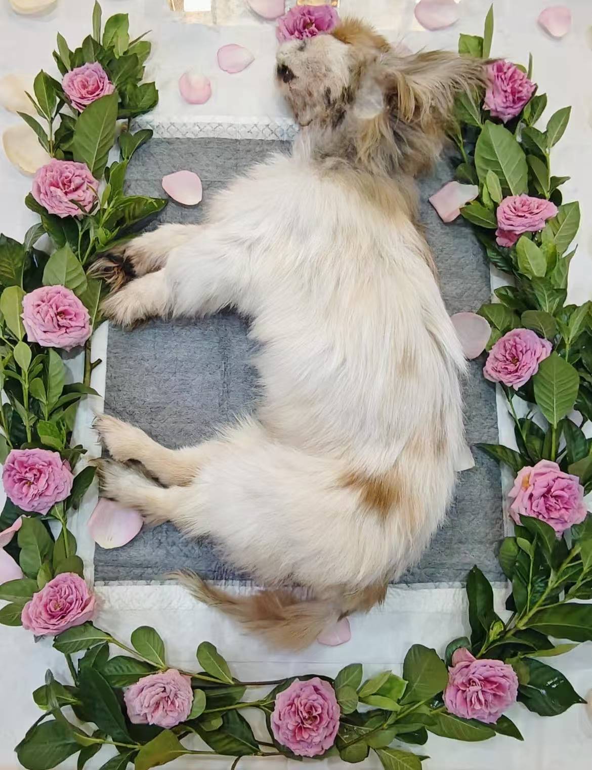 无锡猫狗宠物火化殡葬静默送行