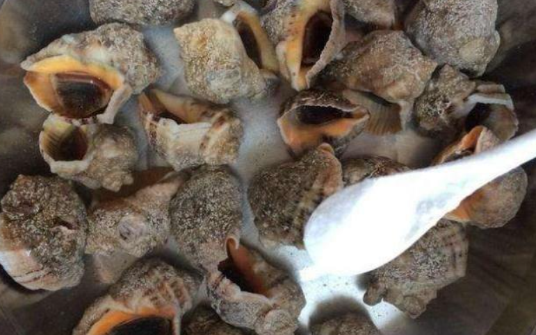 海螺怎么吃——原汁原味的白灼美味攻略