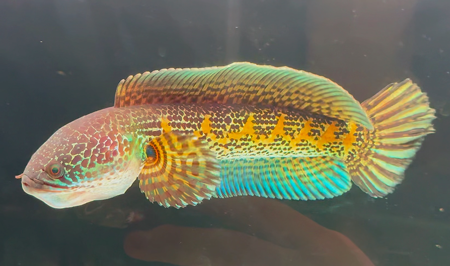 雷龙鱼到底要怎么才能养好