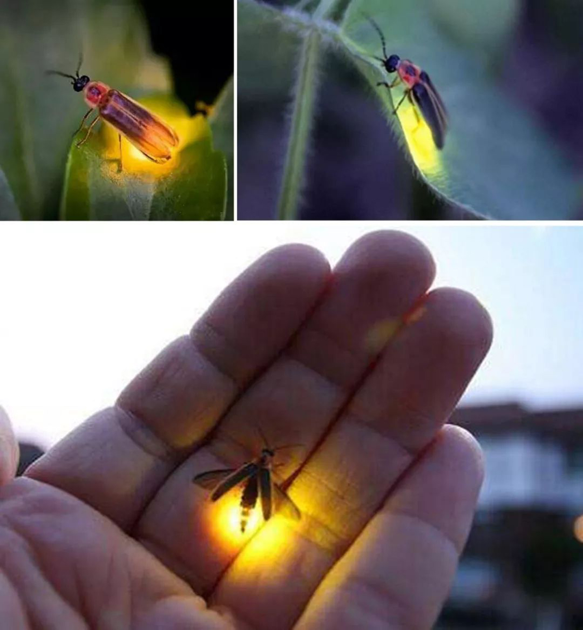 夏夜精灵萤火虫:梦幻微光咋来的?发光背后藏啥秘密?