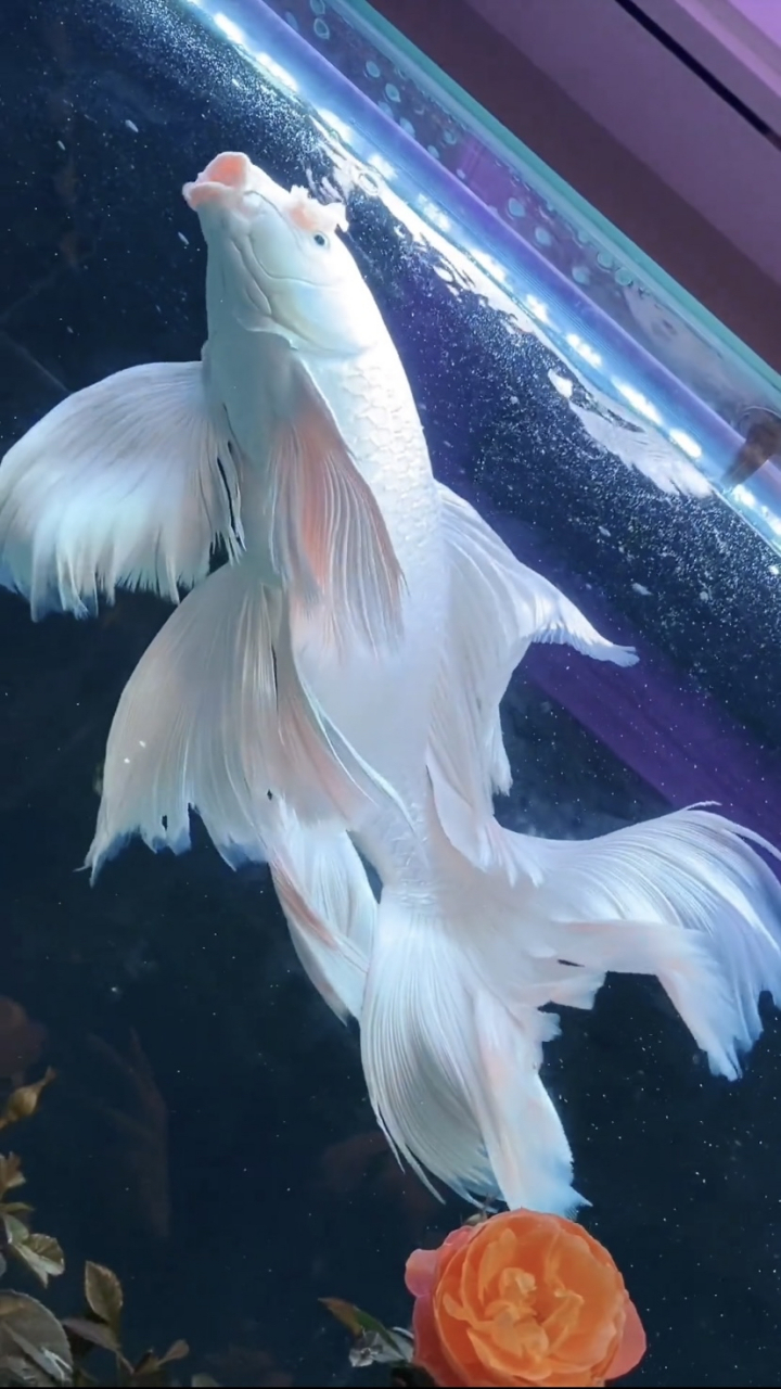 蝴蝶鲤这鱼啥来头?好养不?