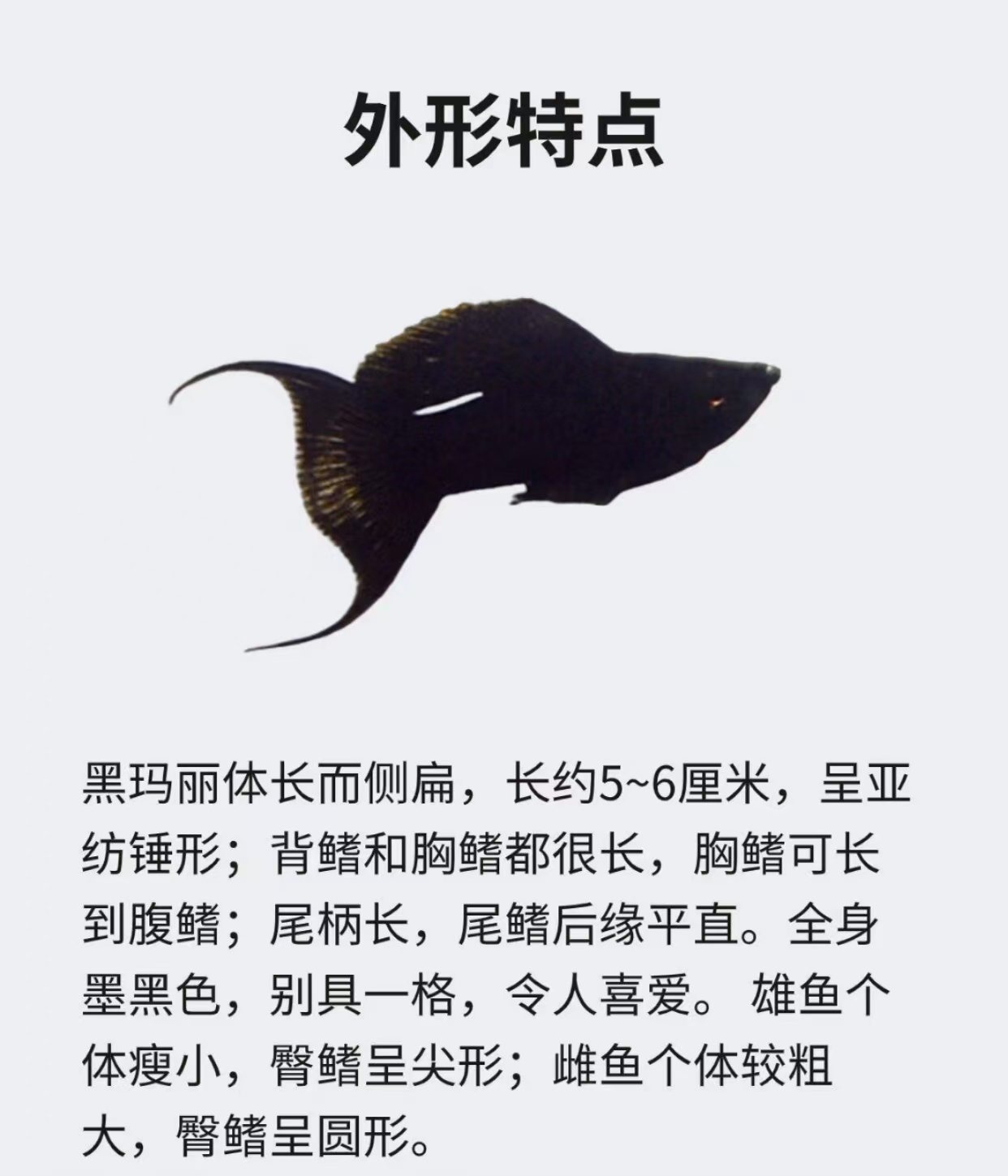 黑玛丽鱼为什么不建议养,这些你都知道吗