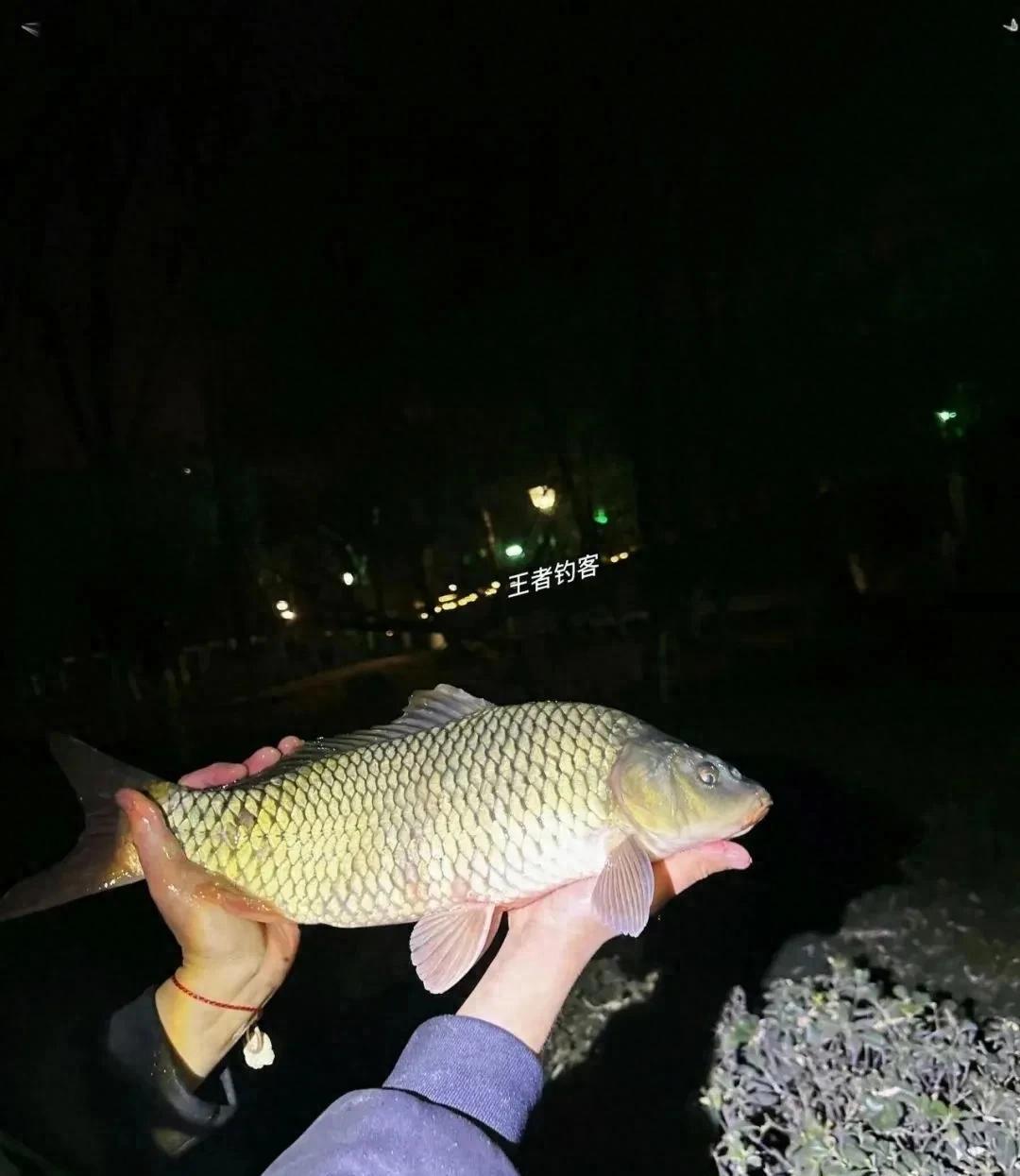 夜钓大草鱼有新招,为什么长竿钓浮能锁定远处巨物