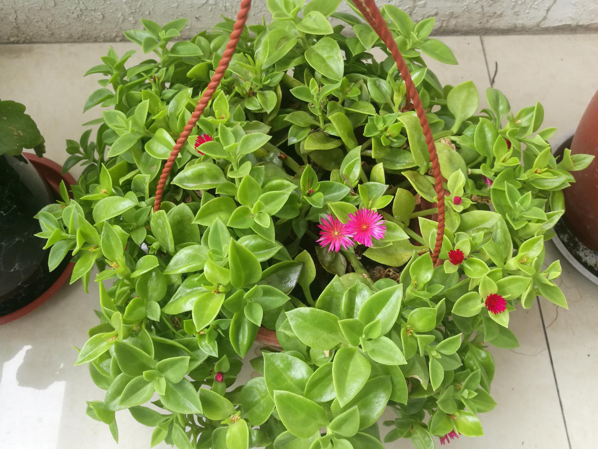 打造花海奇迹:牡丹吊兰爆盆养护全攻略