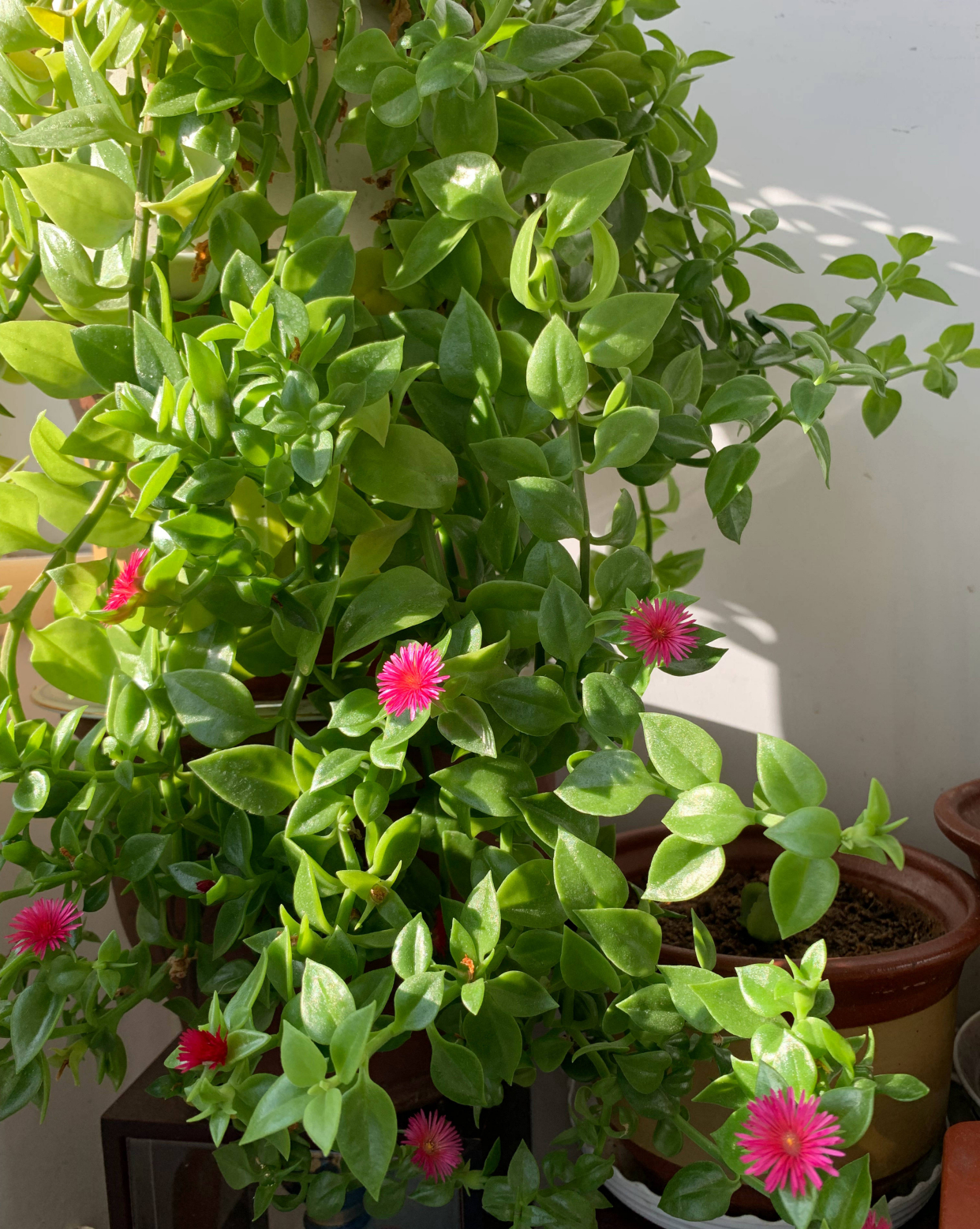 打造花海奇迹:牡丹吊兰爆盆养护全攻略