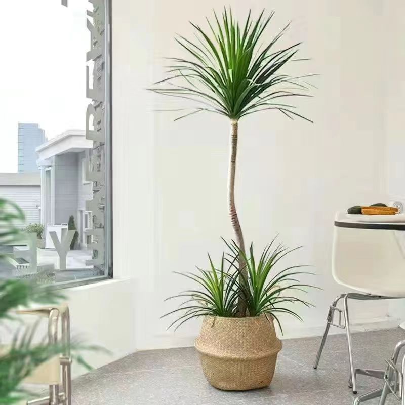 龙血树能晒太阳吗