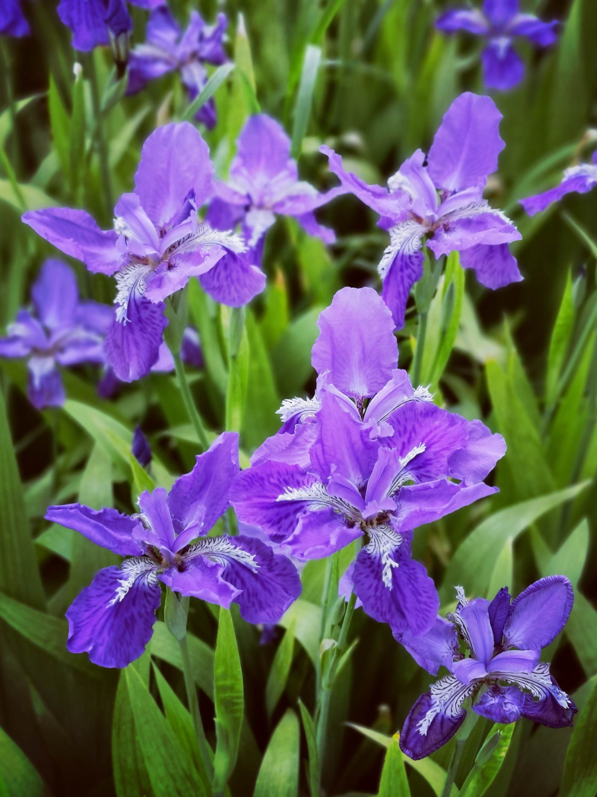 紫色鸢尾花的花语与象征意义