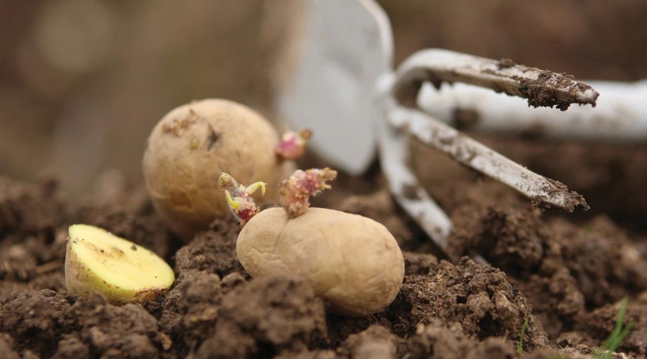 栽土豆的正确方法