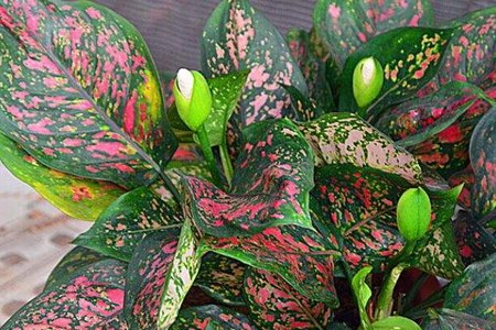 如意花养殖全攻略