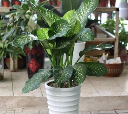 花卉品种繁多,喜阴花卉有哪些