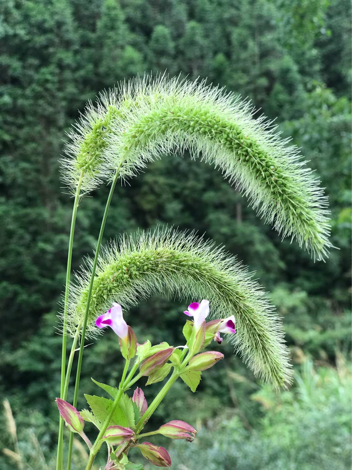 提摩西草狗尾巴草图片