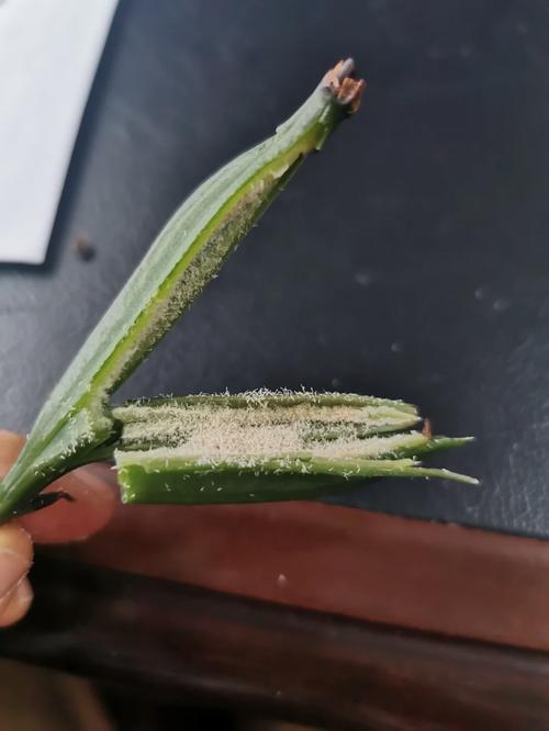 兰花种子的发芽过程需要细心和耐心,以下是关键步骤和注意事项