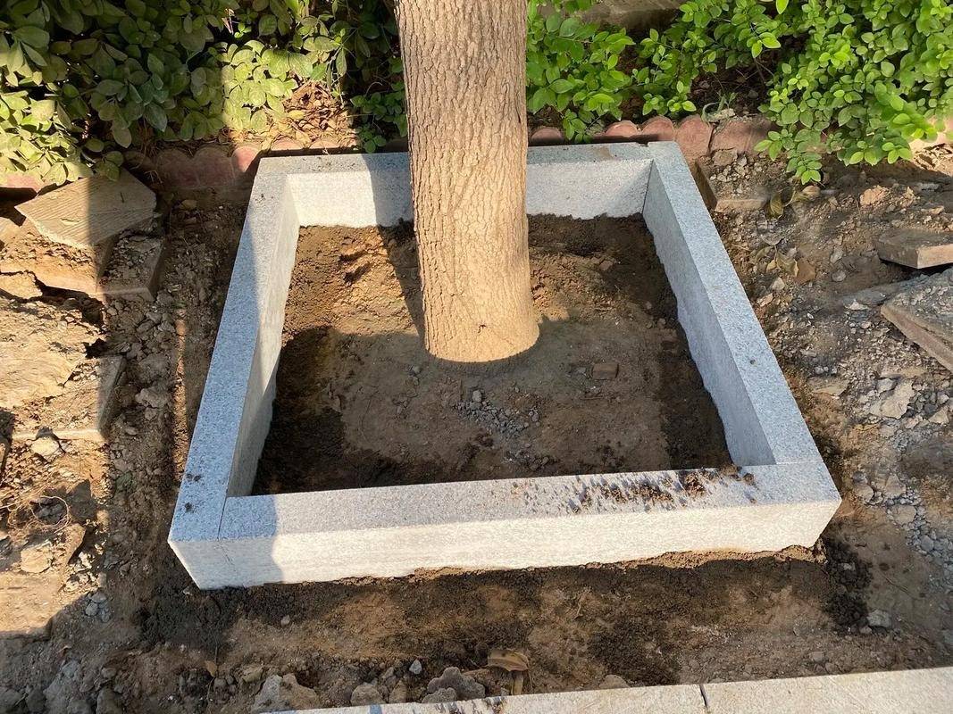 呼和浩特市树坑石