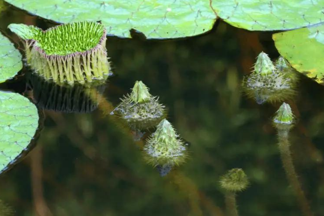 芡实,这一古老而神奇的植物种子,在中华传统的药食文化中占据着独特的