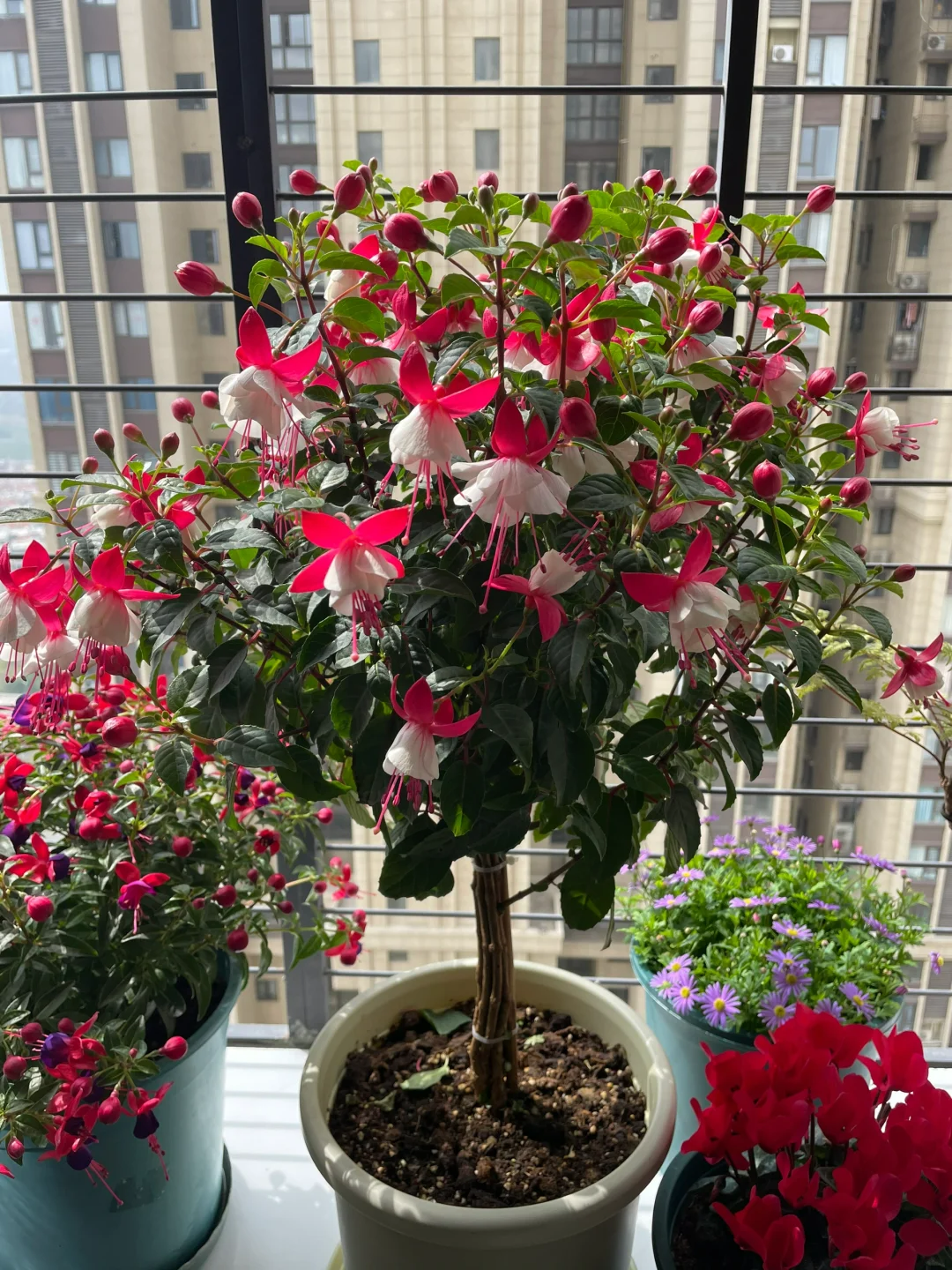 公认难养的"10种花",我劝你别买,都是花钱买来的"教训"