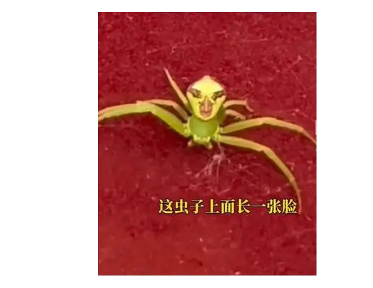 女子车内惊现"鬼脸蜘蛛",眼线口红俱全!专家紧急发声