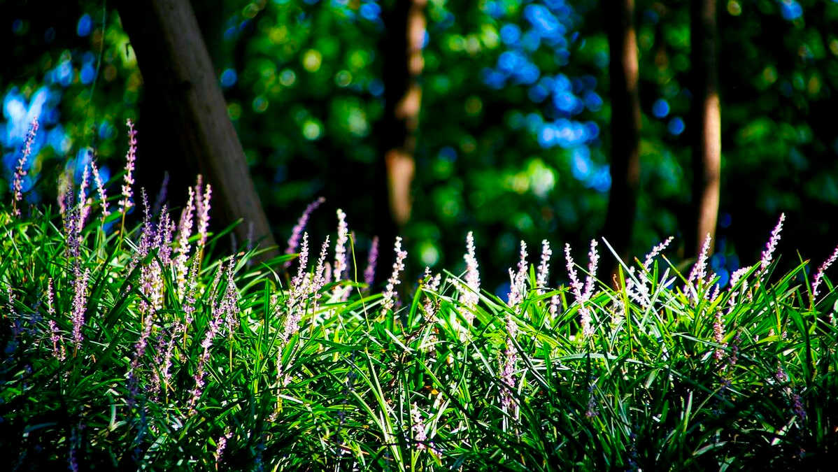 沿阶草|紫衣花仙子,与天共长生