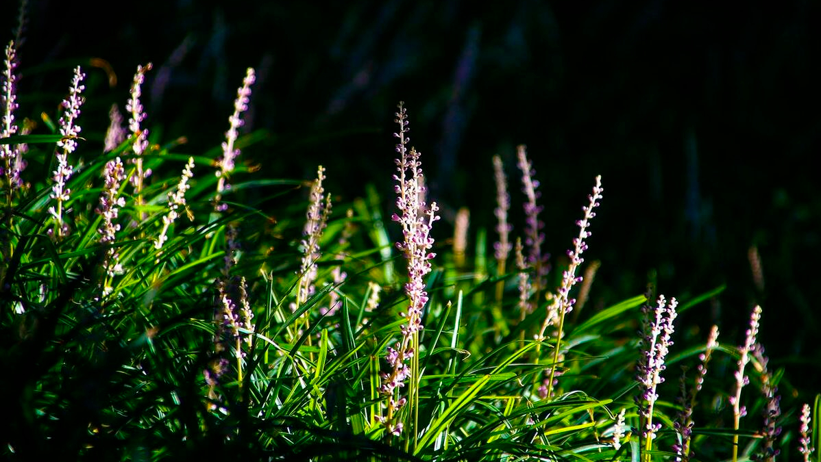 沿阶草|紫衣花仙子,与天共长生