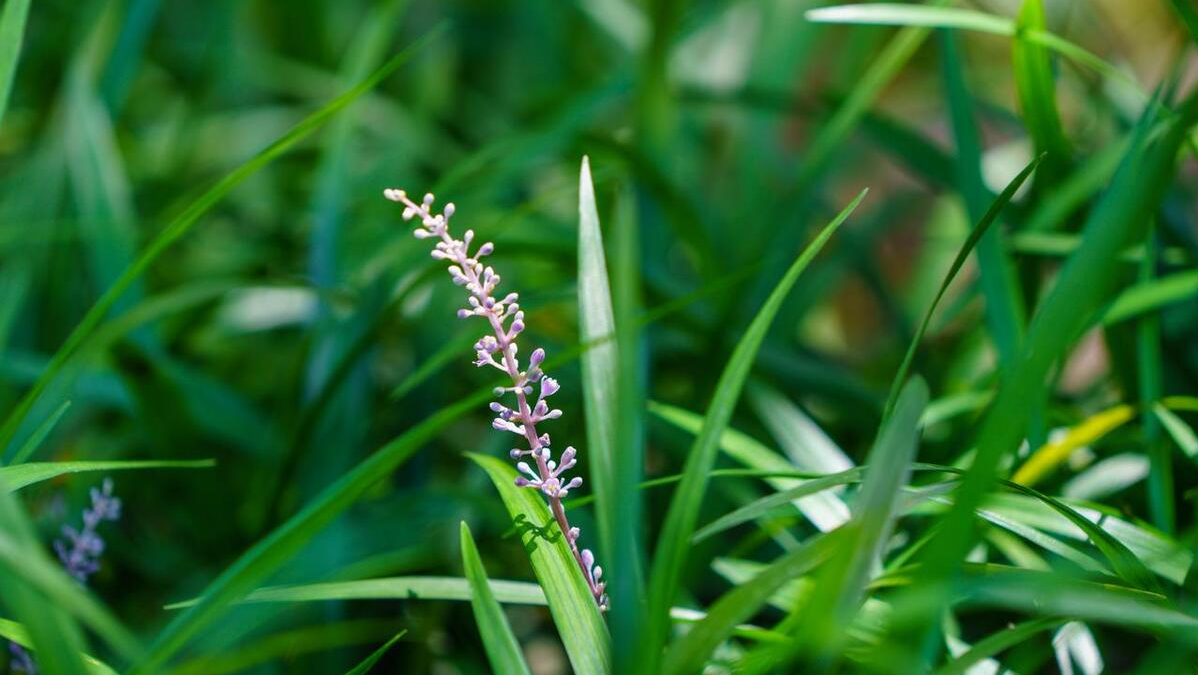 沿阶草|紫衣花仙子,与天共长生