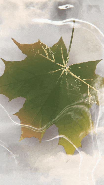 421_750竖版 竖屏gif 动态图 动图