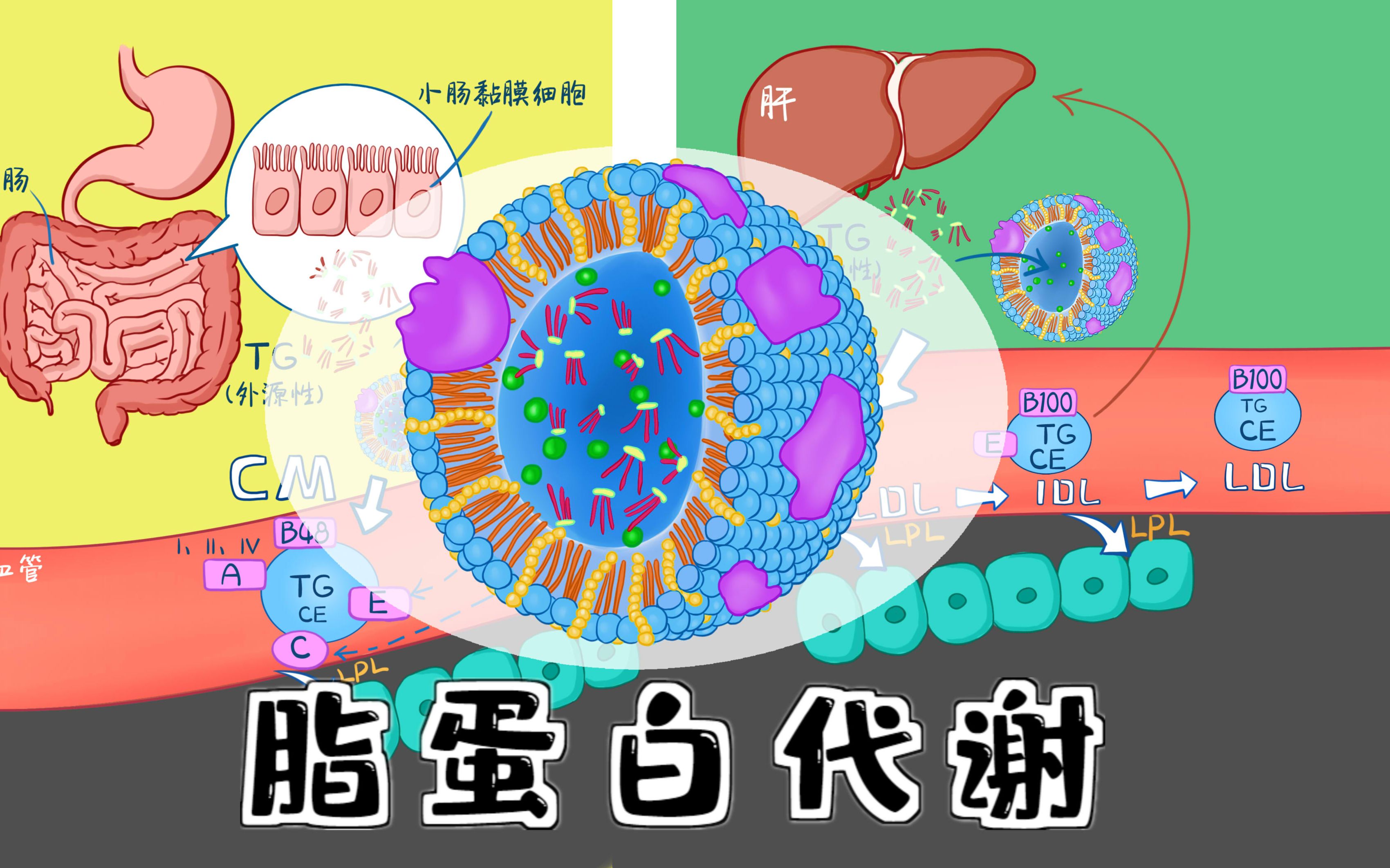 蛋白质代谢过程图片