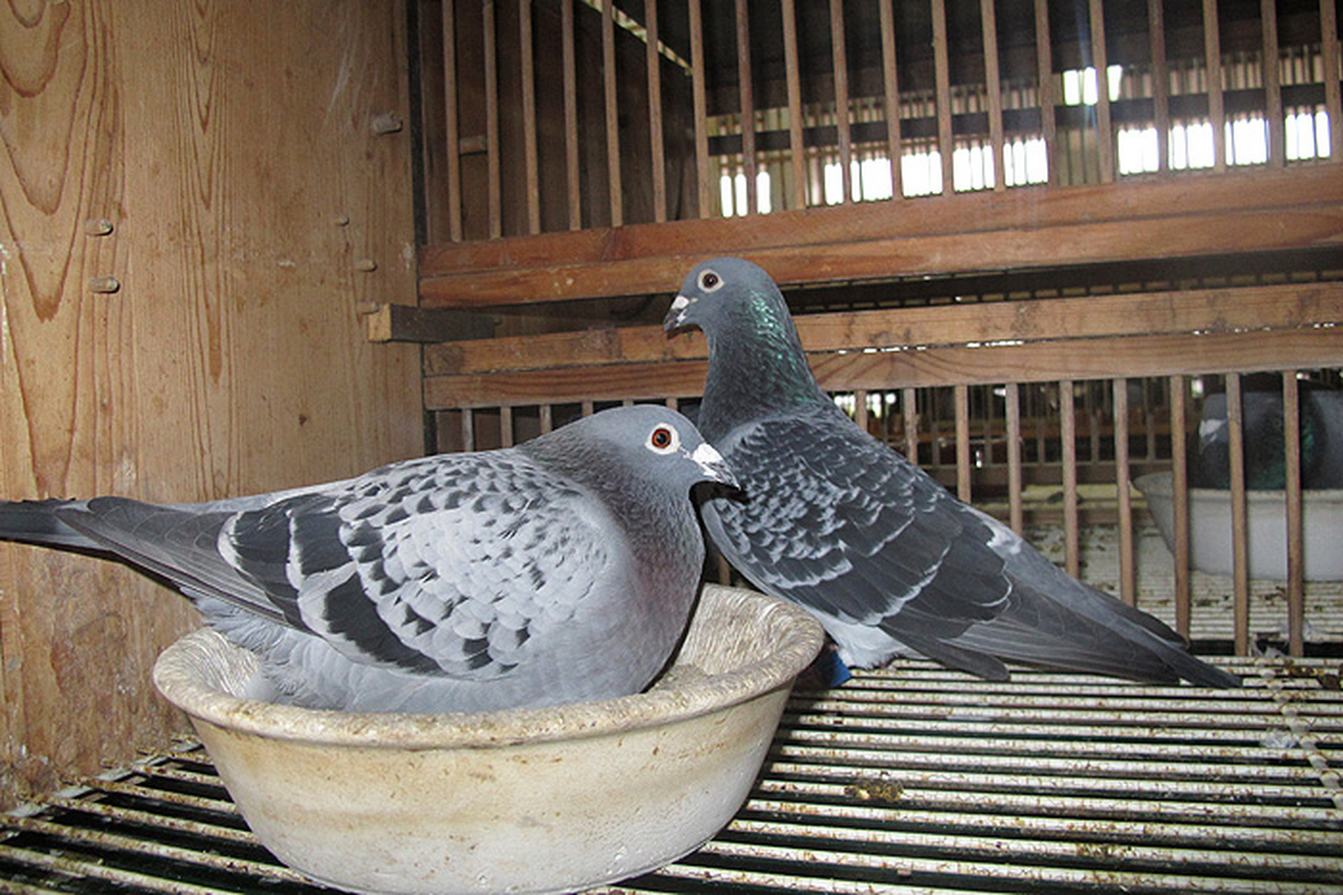 [原文:没有给鸽子吃保健砂会有什.