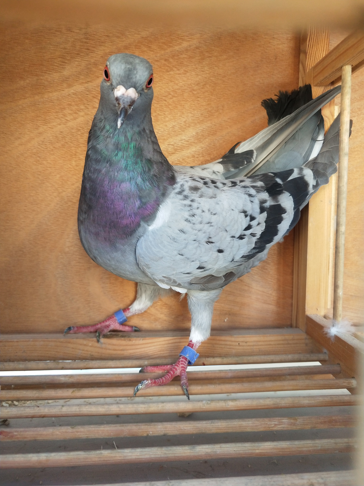 鸽子飞不高怎么处理?