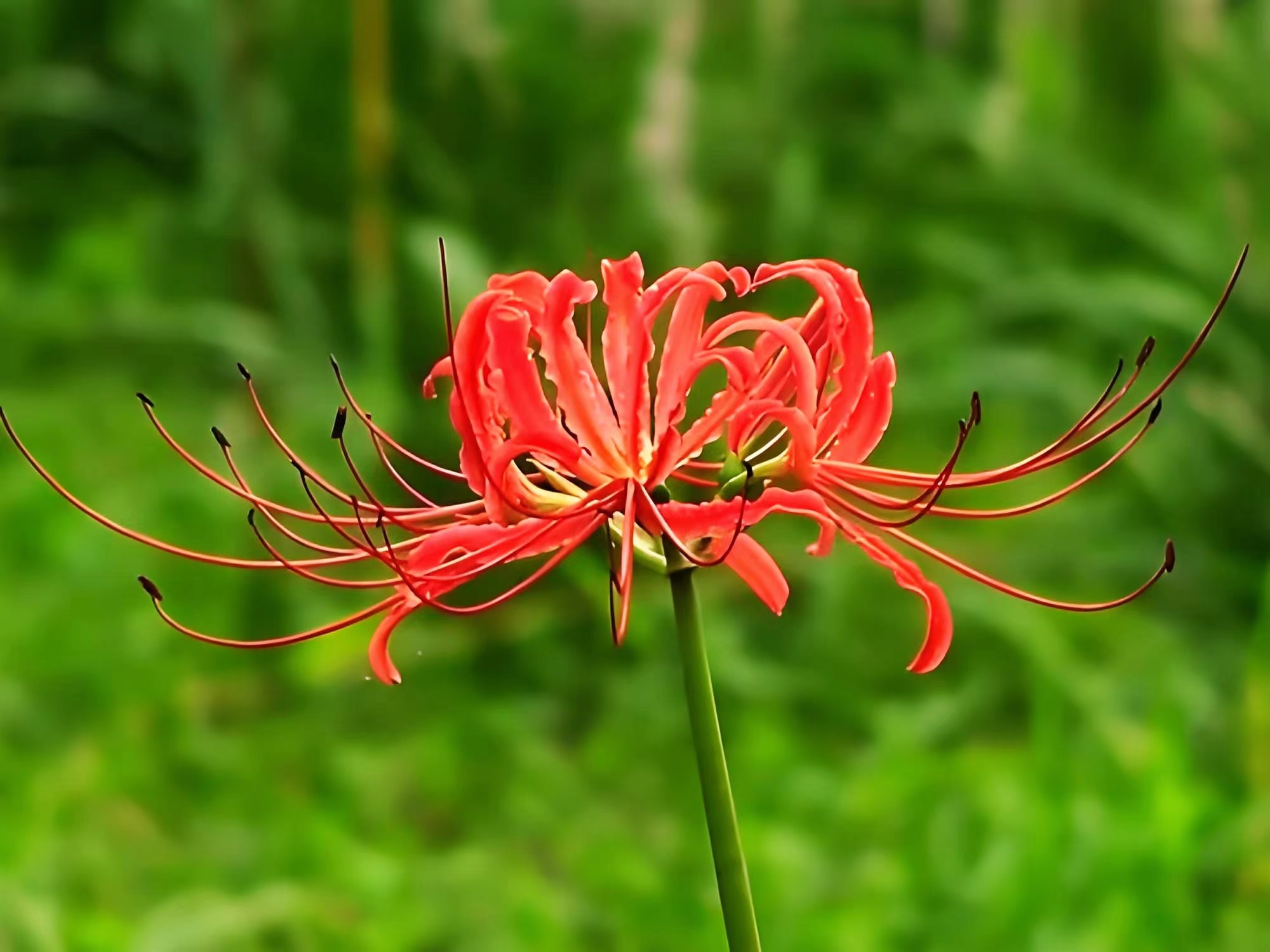 彼岸花短暂花期