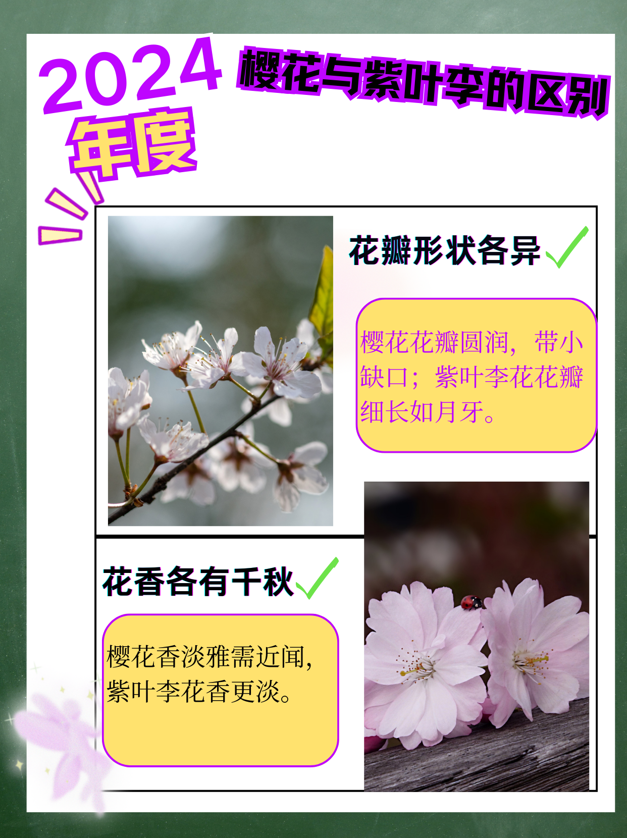 《樱花和紫叶李花,我种植中的大发现!》