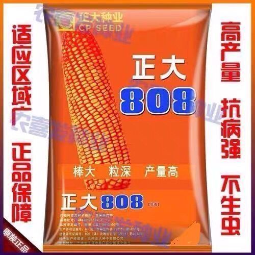 正大 808 杂交玉米种,大棒早熟粮饲双优