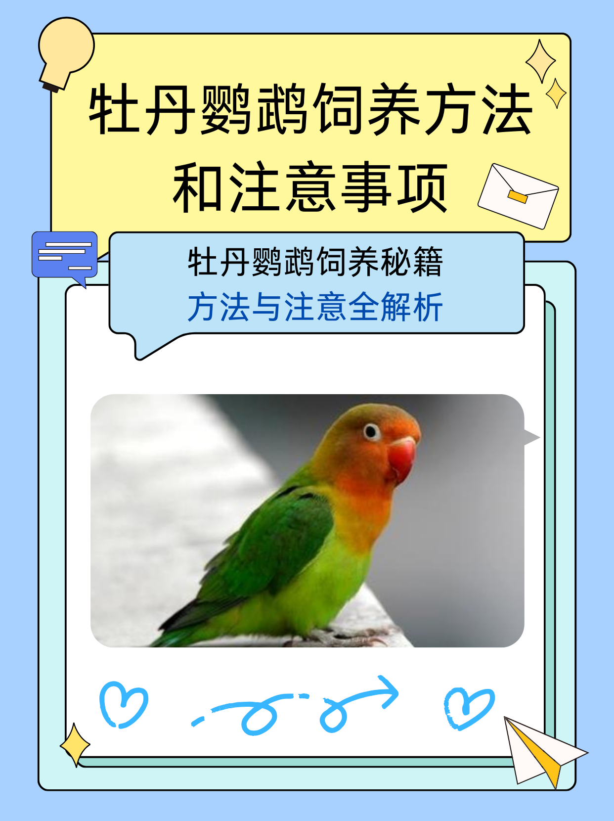 牡丹鹦鹉饲养方法和注意事项