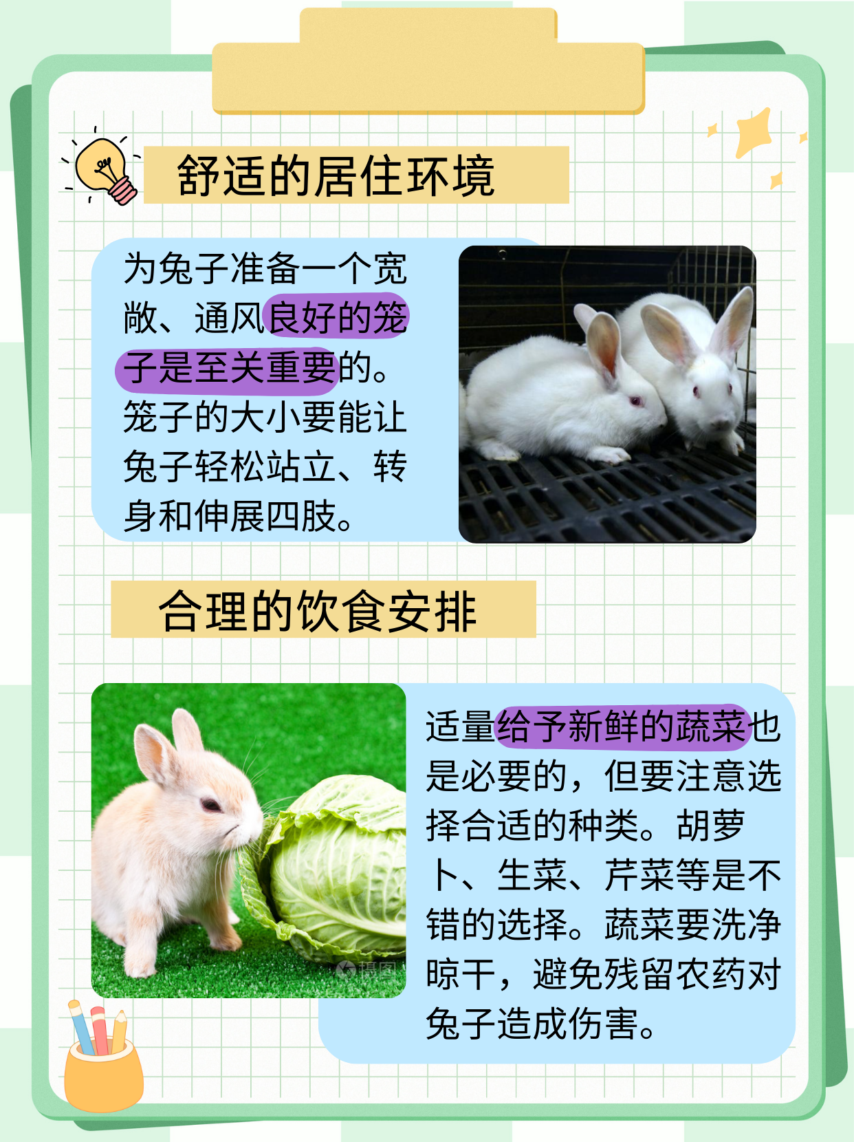 兔子怎么养