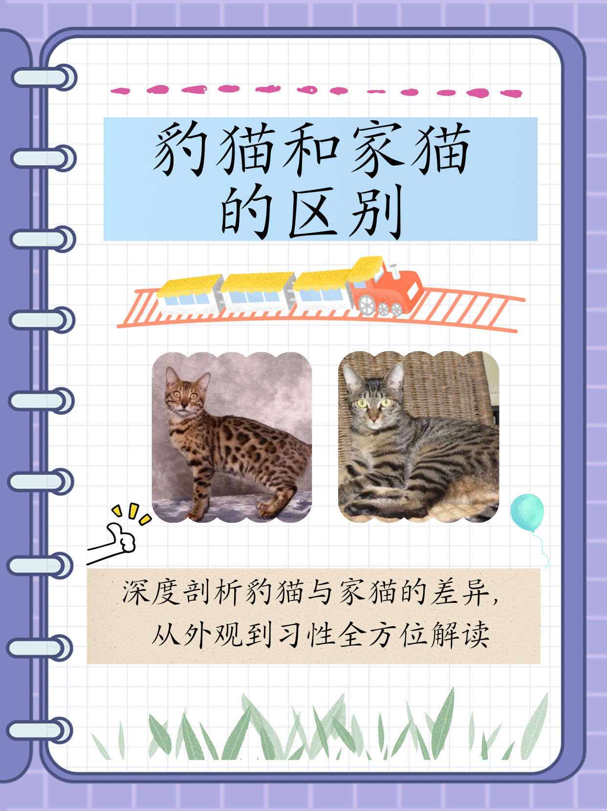 豹猫和银渐层杂交图片